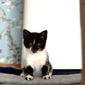 ❤️ハチワレ赤ちゃん６匹保護中