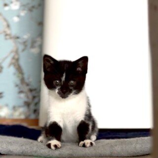 ❤️ハチワレ赤ちゃん６匹保護中
