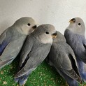 コザクラインコの雛（手乗り）