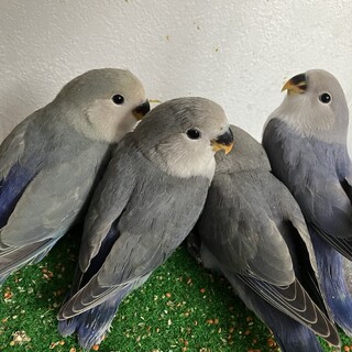 コザクラインコの雛（手乗り）