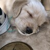 ここりーな