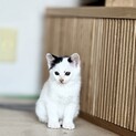 ❤️ハチワレ赤ちゃん６匹保護中
