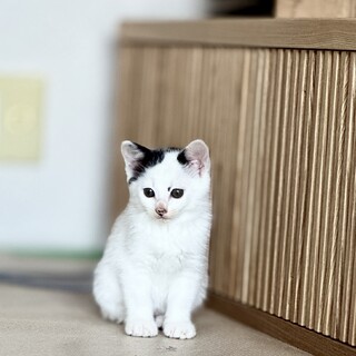 ❤️ハチワレ赤ちゃん６匹保護中