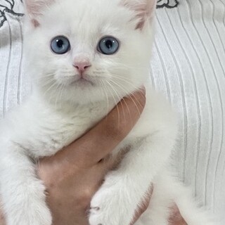 マンチカン（ホワイト、男の子）