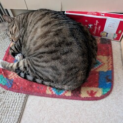 この穏やかな眠りを守ってやりたい