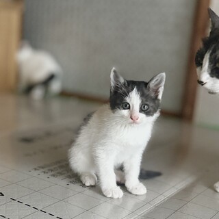 ❤️ハチワレ赤ちゃん６匹保護中