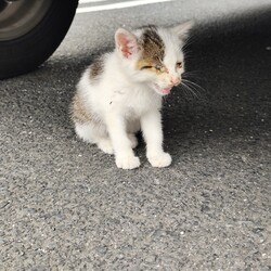迷子の子猫保護しました