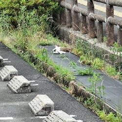 「迷子の子猫保護しました」サムネイル2