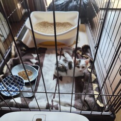 「迷子の子猫保護しました」サムネイル3