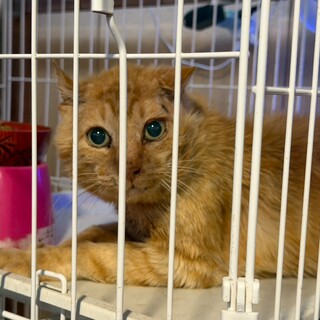 瀕死から復活！食欲旺盛なザビちゃん