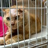 瀕死から復活！食欲旺盛なザビちゃん サムネイル2