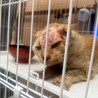 瀕死から復活！食欲旺盛なザビちゃん サムネイル3