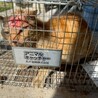 瀕死から復活！食欲旺盛なザビちゃん