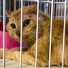 瀕死から復活！食欲旺盛なザビちゃん サムネイル5