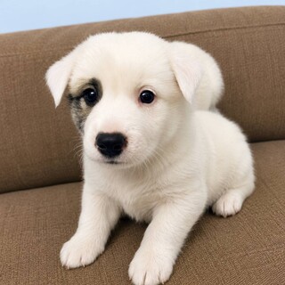 元気いっぱい愛らしい子犬オス2匹