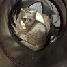 子猫の里親募集 サムネイル3