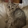 子猫の里親募集 サムネイル4