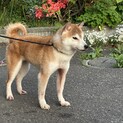 柴犬　メス5歳