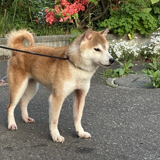 柴犬 メス5歳」北海道 - 犬の里親募集(541861) :: ペットのおうち