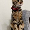 アサヒキリン