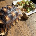 （募集停止）伸び伸びと育ててくださる里親様