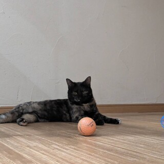 ※早急※に里親様m(_ _)m