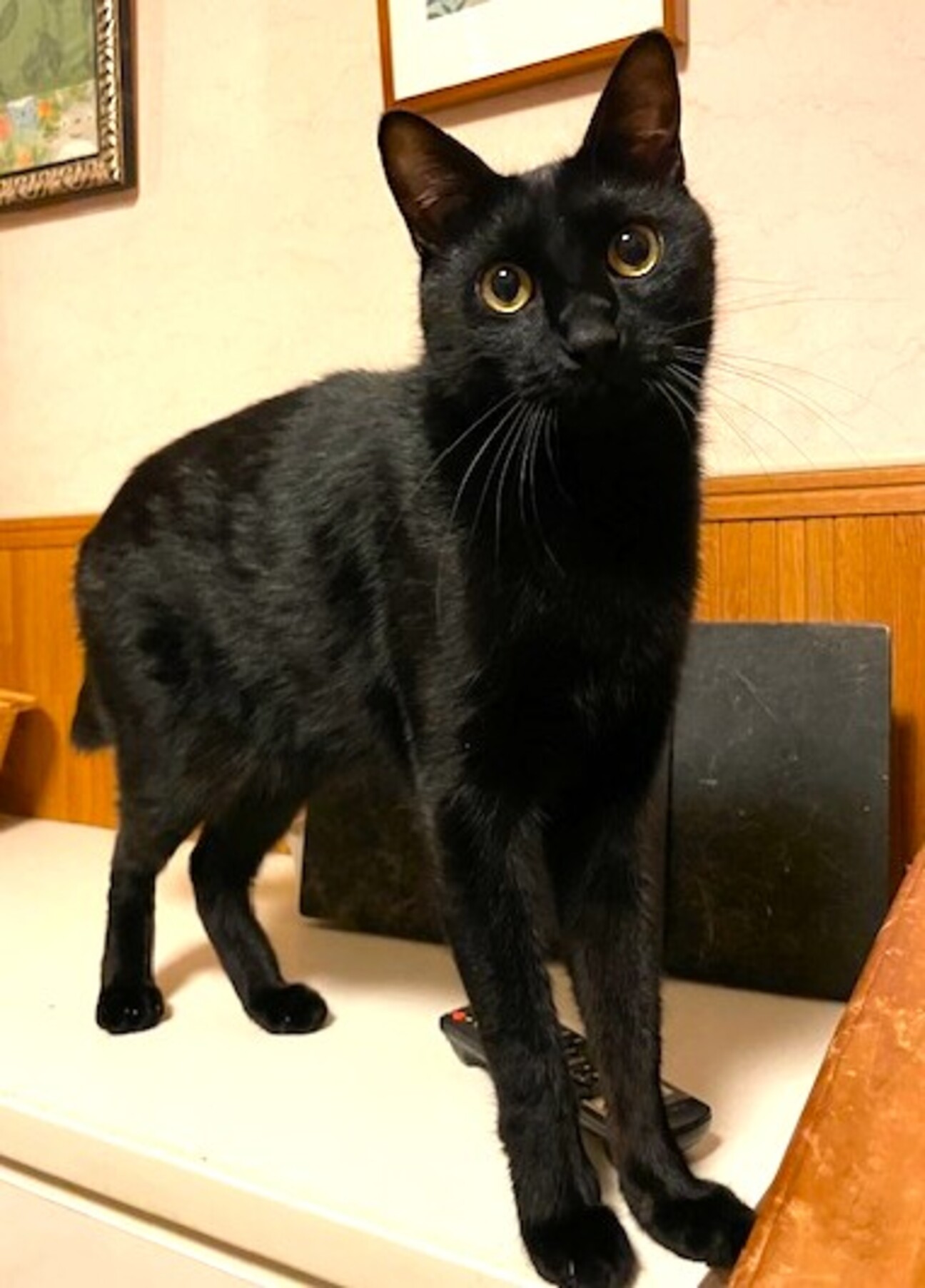 人懐こ～い！つやつや黒猫」東京都 - 猫の里親募集(541868