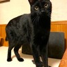人懐こ～い！つやつや黒猫（マー君） サムネイル1
