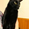 人懐こ～い！つやつや黒猫（マー君） サムネイル2