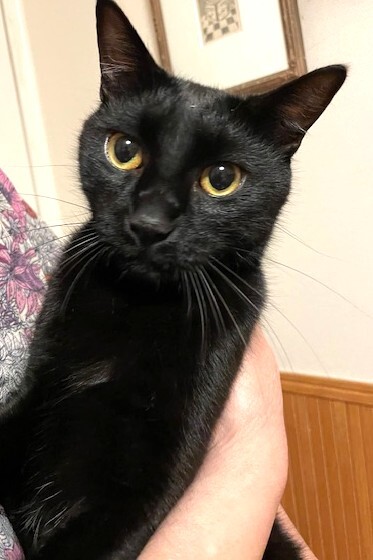 人懐こ～い！つやつや黒猫（マー君） サムネイル3