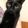 人懐こ～い！つやつや黒猫（マー君） サムネイル3