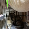 可愛い長毛猫、こはくちゃん