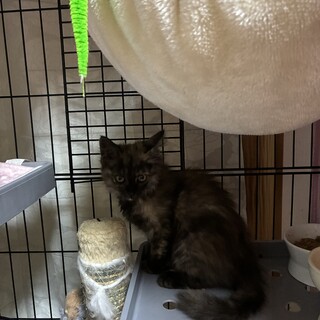 可愛い長毛猫、こはくちゃん