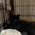可愛い長毛猫おこげくん