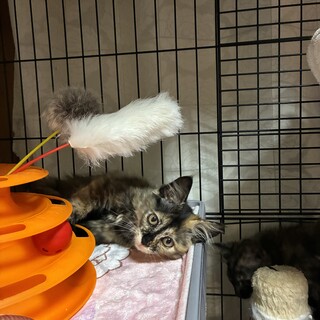 可愛い長毛猫抱っこ大好き・きなこちゃん