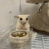 るなるどむーん