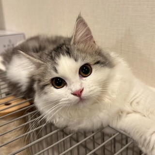 ヒマラヤンの保護猫里親募集情報【掲載順】 :: ペットのおうち【里親