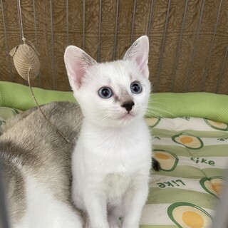 可愛いシャム系の女の子