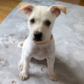 ころころ可愛い「トトロくん」