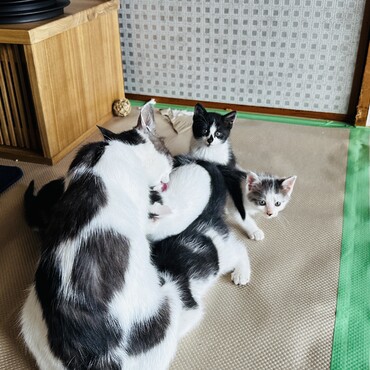 ❤️ハチワレの赤ちゃんとママ保護しました