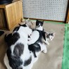 ❤️ハチワレの赤ちゃんとママ保護しました