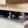 かくれんぼが上手笑
