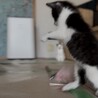 やっと出てきて遊んでくれた