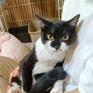 人気の白黒ブチネコちゃん」千葉県 - 猫の里親募集(354440
