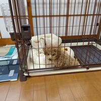 タロー