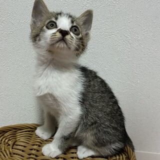 ちょっとシャイで甘えたキジ白女子