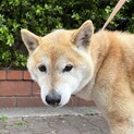 柴犬13歳オス　穏やかな性格です