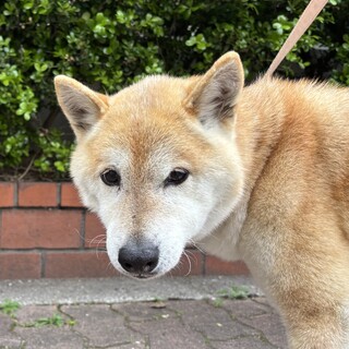 柴犬13歳オス　穏やかな性格です