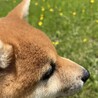 ごうすつ