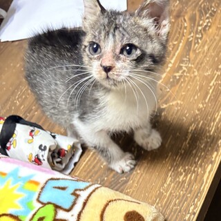 いのちキラキラミラクルなサバ白子猫
